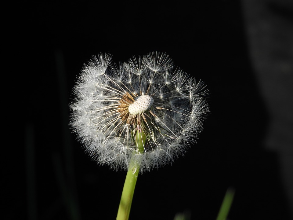 dandelion-4144858_960_720