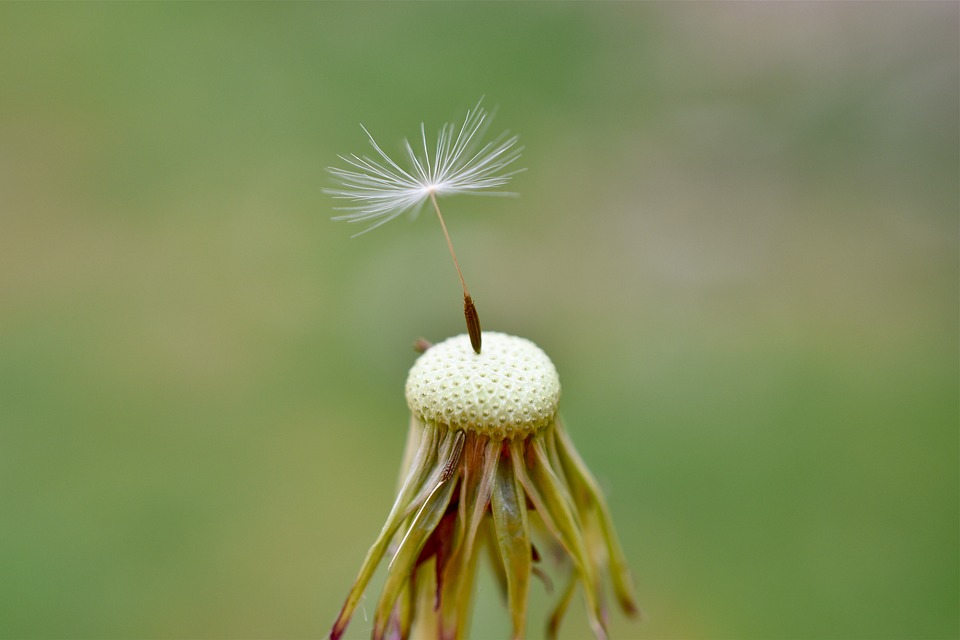 dandelion-4147033_960_720